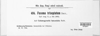 Fusoma triseptatum image
